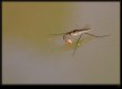 n�hodn� fotka