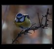 n�hodn� fotka