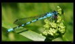 n�hodn� fotka