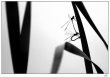 n�hodn� fotka