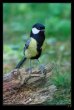 n�hodn� fotka