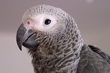 papouek