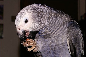 Maxík papoušek