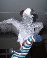 Maxík papoušek