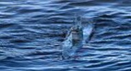 fotka ponorky